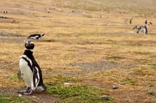 Desembark to see Magellanic penguins