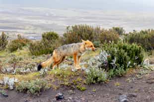 Spot the unique wildlife of Cotopaxi NP