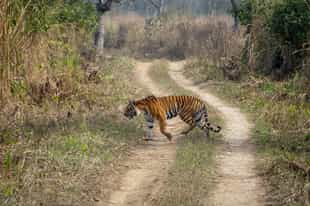 Search for tigers in Chitwan National Park