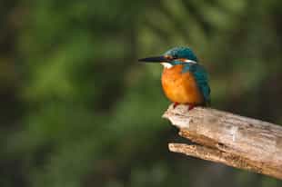 Go bird watching in Chitwan National Park