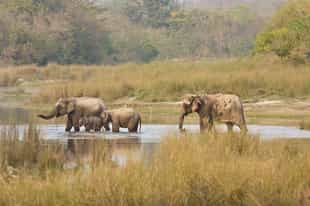Track wildlife on a jeep safari in Bardia NP