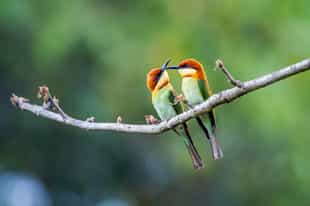 See various bird species in Bardia National Park