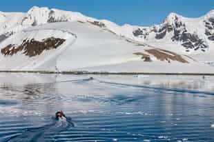 Visit the Gentoo penguin colony on Danco Island