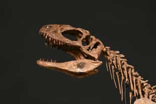 Learn about Chile's history at Santa Cruz's Colchagua museum