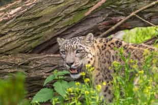 Spot unique wildlife in the Manaslu region