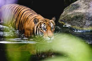 Explore the many habitats of the Singapore Zoo