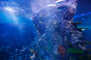 Visit the awe-inspiring Singapore Aquarium