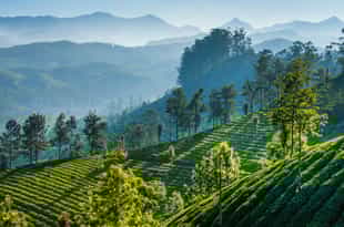Visit a tea plantation in Munnar