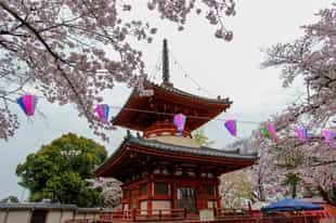 Explore Kita-in Temple in Kawagoe, Saitama