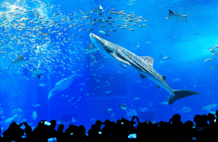 Visit the Okinawa Churaumi Aquarium