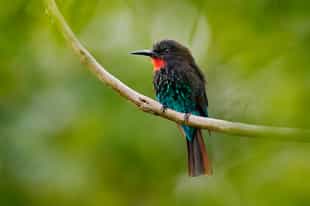 Search for Uganda's birdlife in Kibale Forest Park