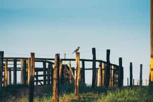 Go birdwatching around Estancia Los Potreros