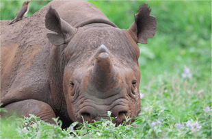 Witness rhino horn trimming in Manyoni