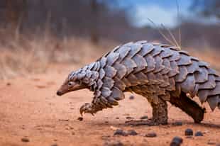 Learn about Pangolin conservation in Manyoni