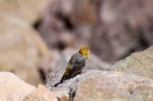Go birdwatching in San Pedro de Atacama