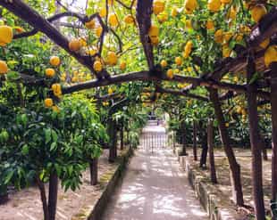 Go on a lemon grove tour on the Amalfi Coast
