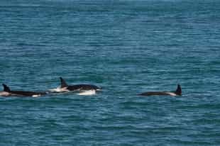 Spot orcas in Peninsula Valdes
