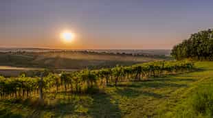 Visit to a local wine maker near Bologna