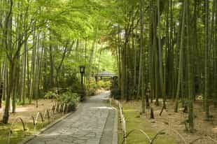 Discover Shuzenji Bamboo Forest Path