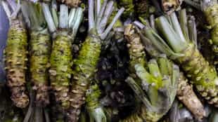 Learn about wasabi on a local farm