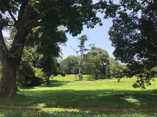 Take a tour of the Entebbe Botanical Gardens