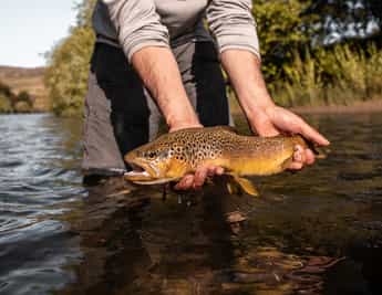Fly Fishing in Coyhaique area