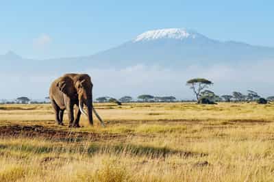 Search for Amboseli's big tusker elephants