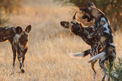 Track the wild dogs in Ruaha