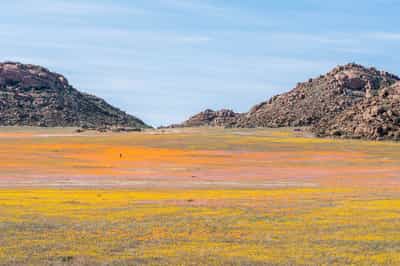 See the wildflowers of Namaqualand 