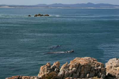 Spot the Whales from land in Hermanus