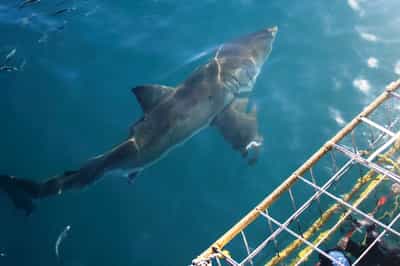 Go shark cage diving in Hermanus