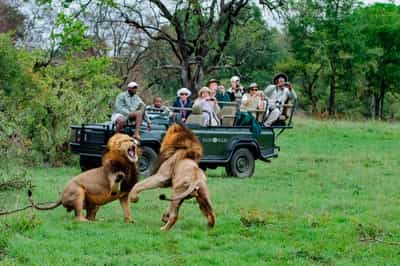 Capture the Kruger on a photographic safari