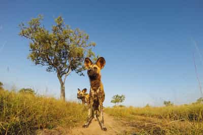 Track Nyerere's wildlife on a game drive