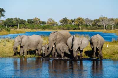 Witness huge herds of Elephants in Chobe 