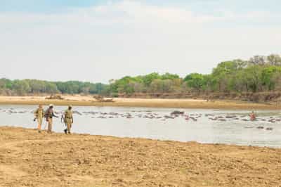 Go on a guided walking safari in North Luangwe