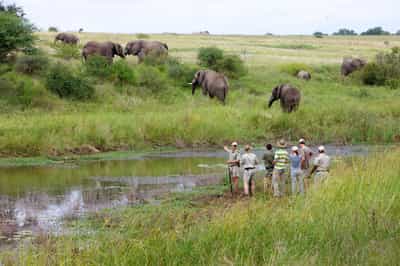 Go on an immersive walking safari in the Kruger 