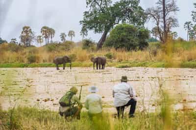 Track wildlife on a guided walking safari in Ruaha