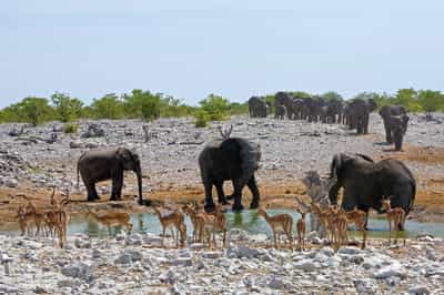 Encounter Etosha's wildlife at the waterholes