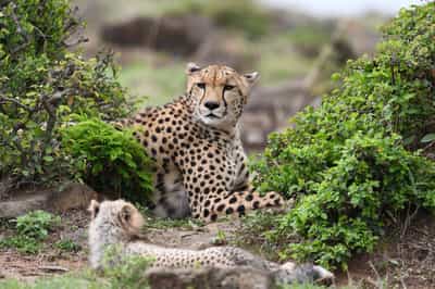 Meet the cats of the Cheetah Conservation Fund