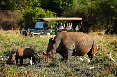 Visit Meru's Rhino sanctuary