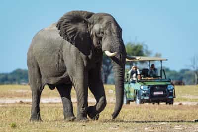 Track Hwange's wildlife on a game drive