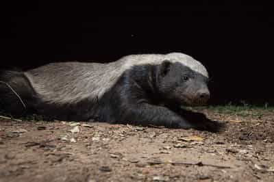 See animals on a night game drive in South Luangwa