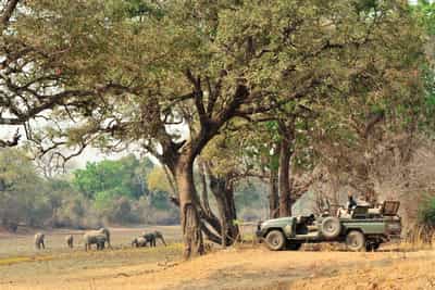 Track wildlife on a game drive in South Luangwa