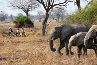 Safari from your Mountain bike in South Luangwa