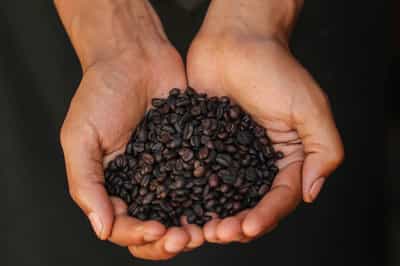 Visit a working coffee farm in Arusha