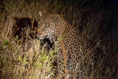 Spot wildlife on a night game drive in Tarangire