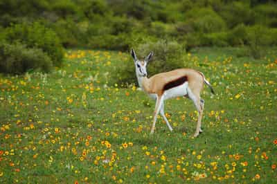 Take a nature walk through the floral kingdom