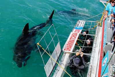 Cage dive with great white sharks in Hermanus