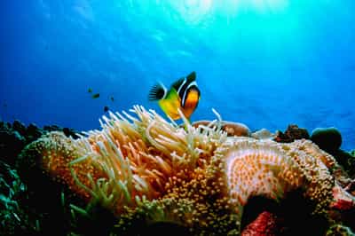 Explore the marine ecosystem of Sodwana Bay