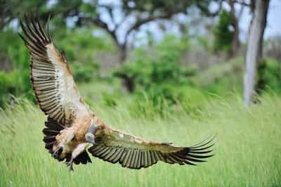 Spot the rare bird species in Northern Kruger